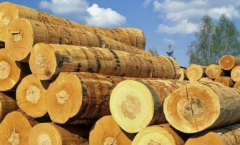 木材进口清关代理公司哪家好？【强烈推荐】