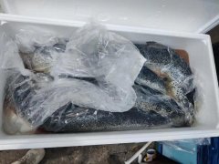 食品进口标签新规定导致清关放缓,冰鲜三文鱼到货积压遭严重损耗！