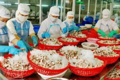 越南11月的海产品出口强劲反弹，同比增长23%！