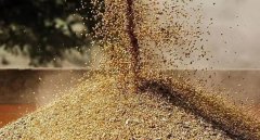 【政策解读】进口白俄罗斯菜籽粕(豆粕)检验检疫要求公告